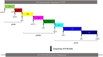 Amino Acid Mutations in Hemagglutinin-Neuraminidase Enhance the Virulence and Pathogenicity of the Genotype III Newcastle Disease Vaccine Strain After Intravenous Inoculation